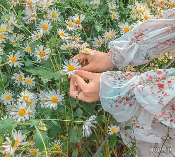 خواص بابونه برای پوست و مو؛ فواید، روش استفاده و نکات مهم